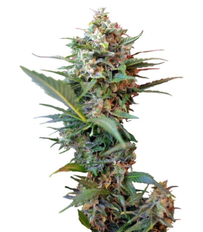 Сорт Big Devil XL Auto fem (Sweet Seeds)