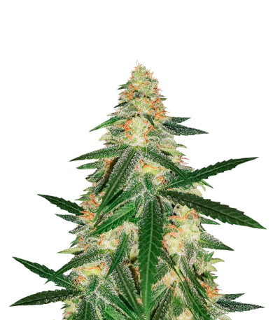 Сорт Fast Flowering Green Crack fem