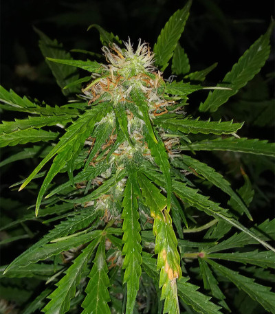 Микс семян Auto Collection #2 (00 Seeds)