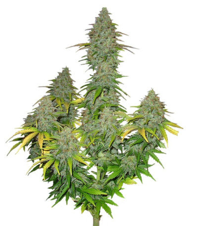 Сорт Fast Bud Auto fem (Sweet Seeds)