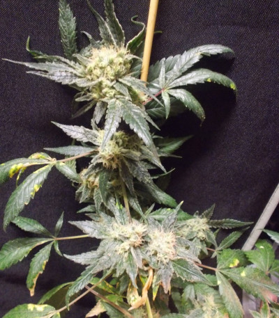 Сорт O.G. Kush fem (Royal Queen Seeds)