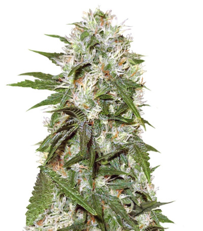 Сорт Satan's Bride fem (Trikoma Seeds)