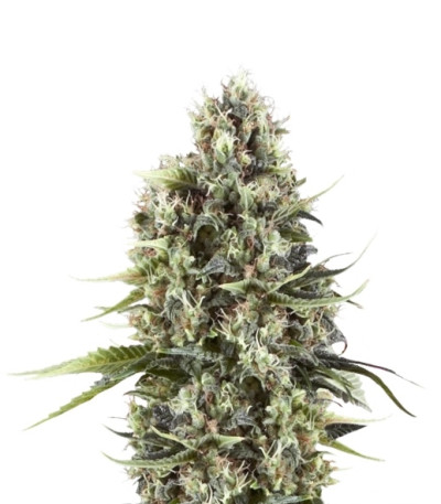 Сорт Chocolate Haze fem (Royal Queen Seeds)