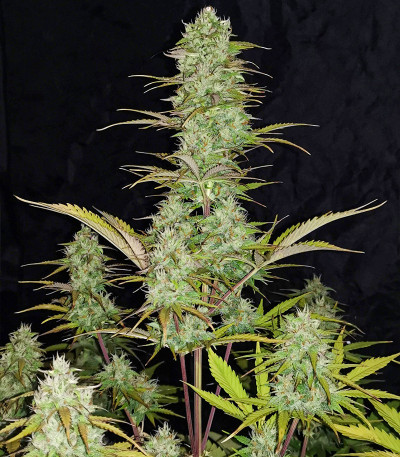 Сорт Original Auto White Widow fem (FastBuds)