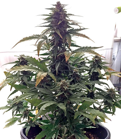 Сорт Roadrunner Autoflowering fem