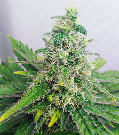 Сорт Slurricane fem (Advanced Seeds)