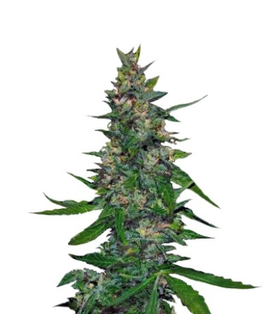 Сорт Timanfaya Auto fem (VIP seeds)