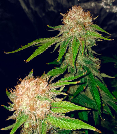 Сорт Runtz fem (Barney's Farm)