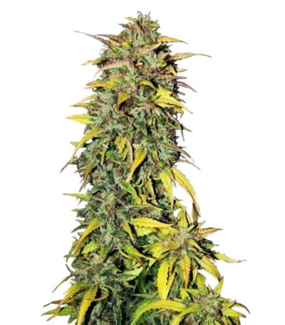 Сорт Black Jack Auto fem (Sweet Seeds)