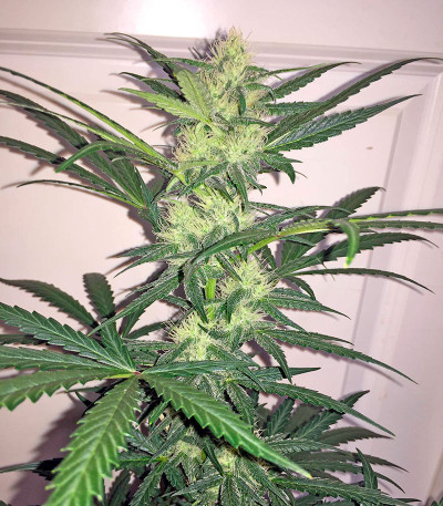 Сорт каннабиса Blue Kush Autoflowering 