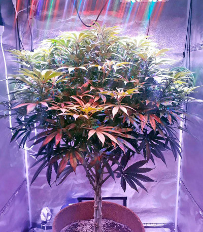 Сорт Chemdawg fem (Humboldt Seeds)