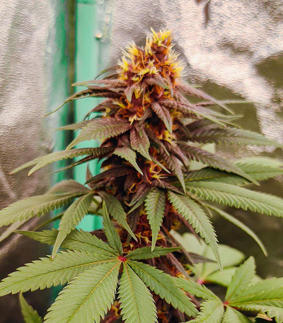 Сорт Punch Cookies fem (AlphaFem Seeds)