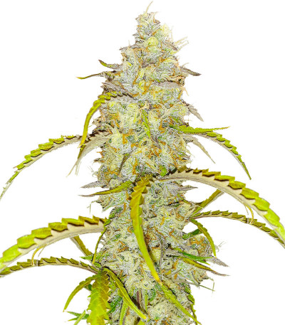 Сорт Black Herer Autoflower fem (Easy Grow Seeds)