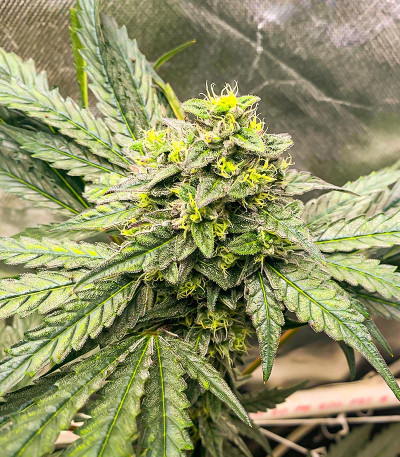 Сорт Runtz Fast Flowering fem (Humboldt Seed Organization)