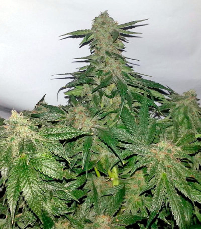 Сорт 00 Kush fem (00 Seeds)