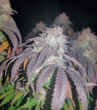 Сорт Amherst Sour Diesel fem (Humboldt Seeds)