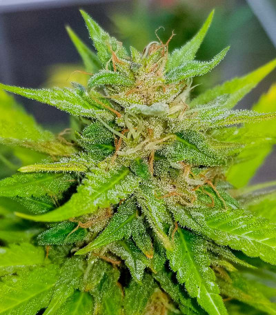 Сорт Auto Bruce Banner XXL fem (Advanced Seeds)