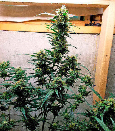 Сорт Auto Chocolate Skunk fem (00 Seeds)