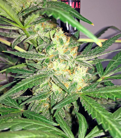 Семена конопли Blue Kush Autoflowering 