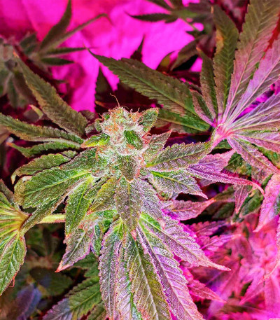 Сорт Cafe Racer (Blimburn Seeds)