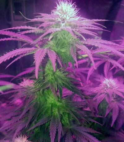 Сорт Crystal Queen fem (Vision Seeds)