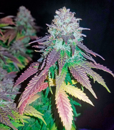 Сорт Purple Trainwreck fem