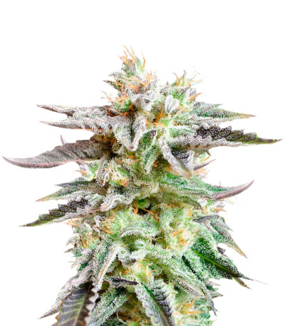 Сорт Sugar Black Rose fem (Delicious Seeds)