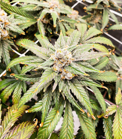 Сорт Wedding Cake fem (Barney's Farm)