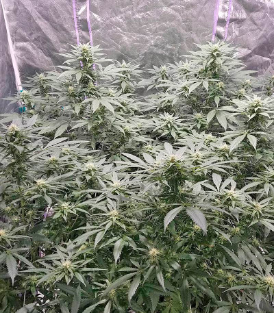 Сорт White Domina fem (Kannabia Seed Company)