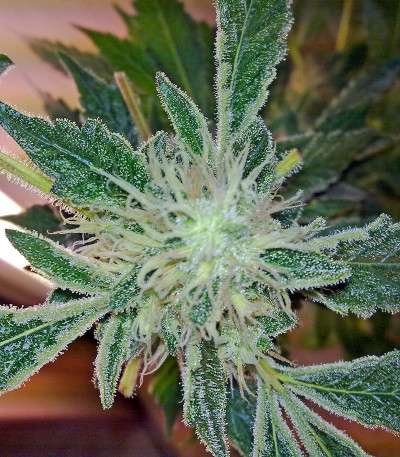 Сорт Yumbolt 47 fem (World of Seeds)