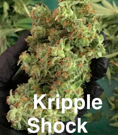 Сорт Kripple Shock fem (Dr. Krippling Seeds)