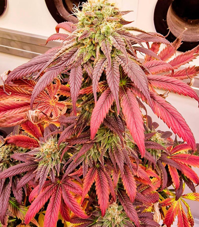 Сорт Pink Rozay fem (Original Sensible Seeds)