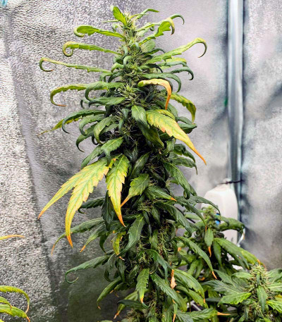 Сорт Royal Runtz fem (Royal Queen Seeds)