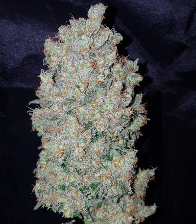 Сорт Cinderella's fem (Sumo Seeds)