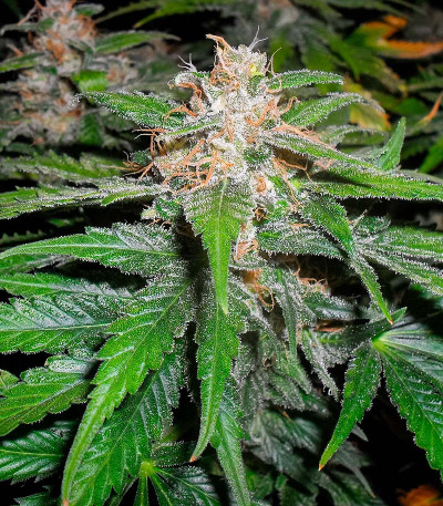 Сорт 00 Kush fast fem (00 Seeds)