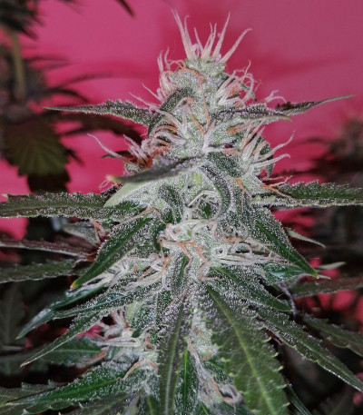 Сорт Auto Lennon fem (Pyramid Seeds)