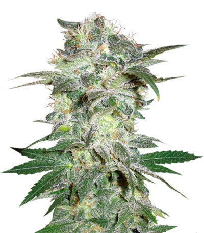 Сорт Mazar Kush fem (World of Seeds)