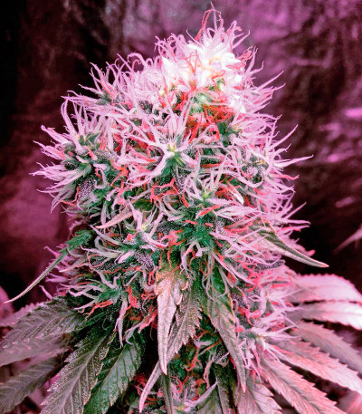 Сорт Blue Dream fem (Humboldt Seeds)