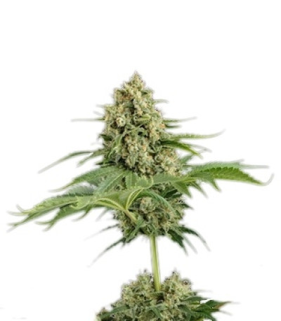 Сорт Moby Dick fem (Dinafem Seeds)