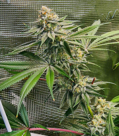 Сорт Kush Mintz fem (Barney's Farm)