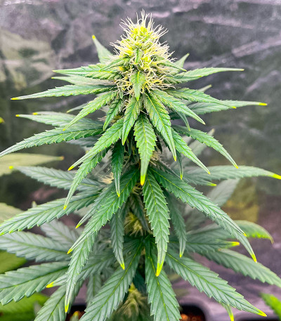 Сорт Lemon Drizzle fem (Barney's Farm)