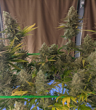 Сорт Monster Gelato fem (Monster Genetics)