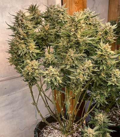 Сорт Gelato Auto fem (Herbies Seeds)