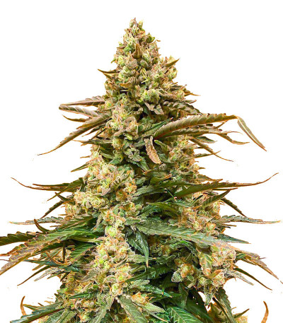 Сорт Sith OG fem (AlphaFem Seeds)