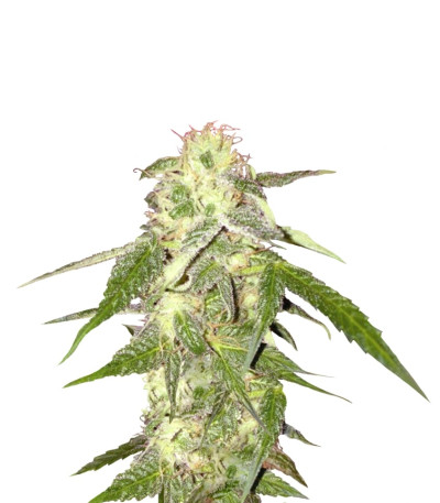 Сорт Amnesia Vip fem (VIP seeds)