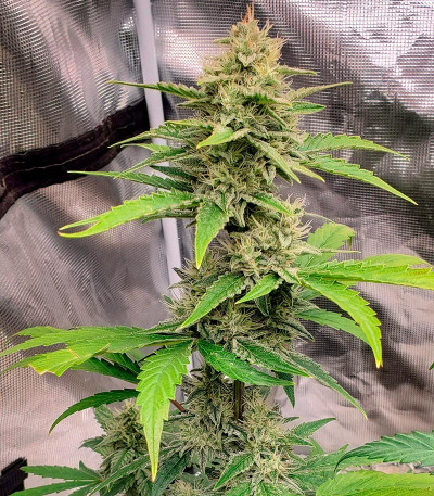 Сорт Banana Daddy Auto RBX2 fem (Ethos Genetics)