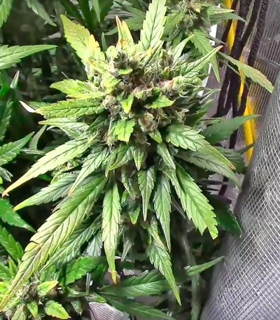 Сорт Dizzy Lights Auto fem (Dr. Krippling Seeds)