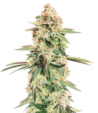 Сорт Sweet Cherry Pie (Sweet Seeds)