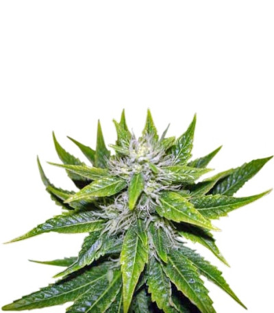 Сорт Chemdog fem (Green House Seeds)