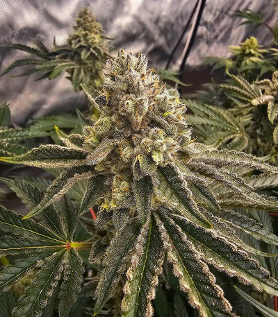 Сорт Crescendo RBX1 fem (Ethos Genetics)